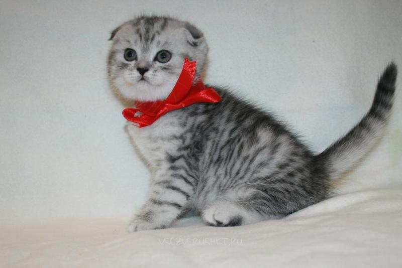Какой породы кот из рекламы корма «вискас»: название, характерный окрас – цвет шерсти и рисунок – с фото