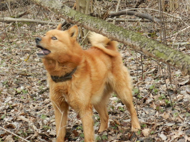 Порода собак карело-финская лайка и ее характеристики с фото