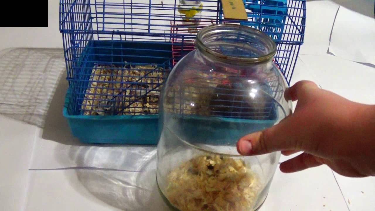 Как поймать сбежавшего хомяка в квартире: где могут прятаться, как найти