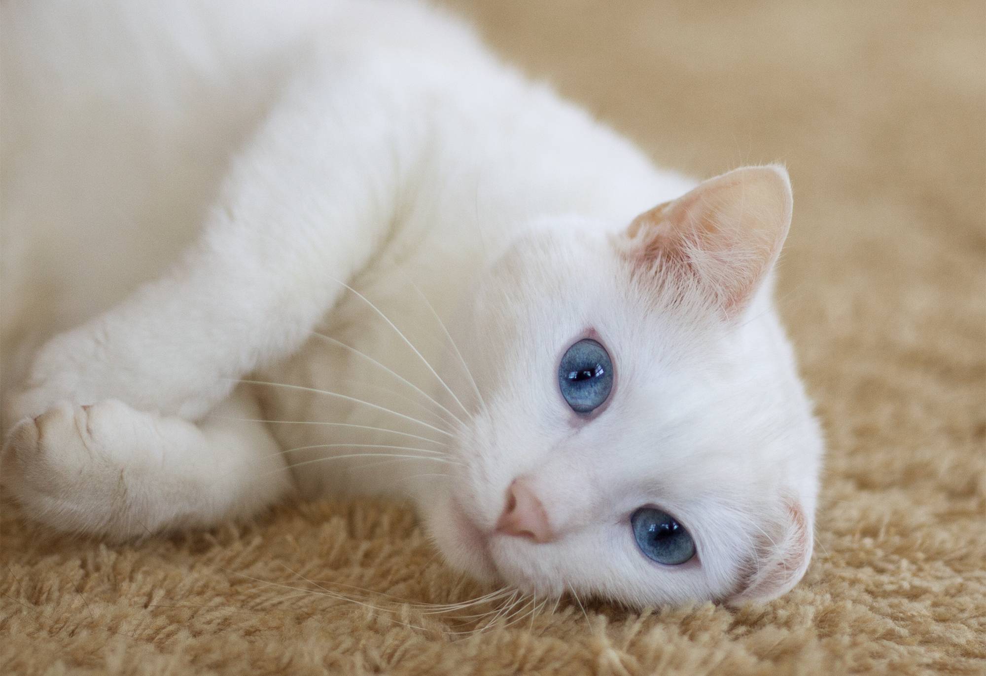 Особенности содержания белой кошки: характер, здоровье, уход - мир кошек