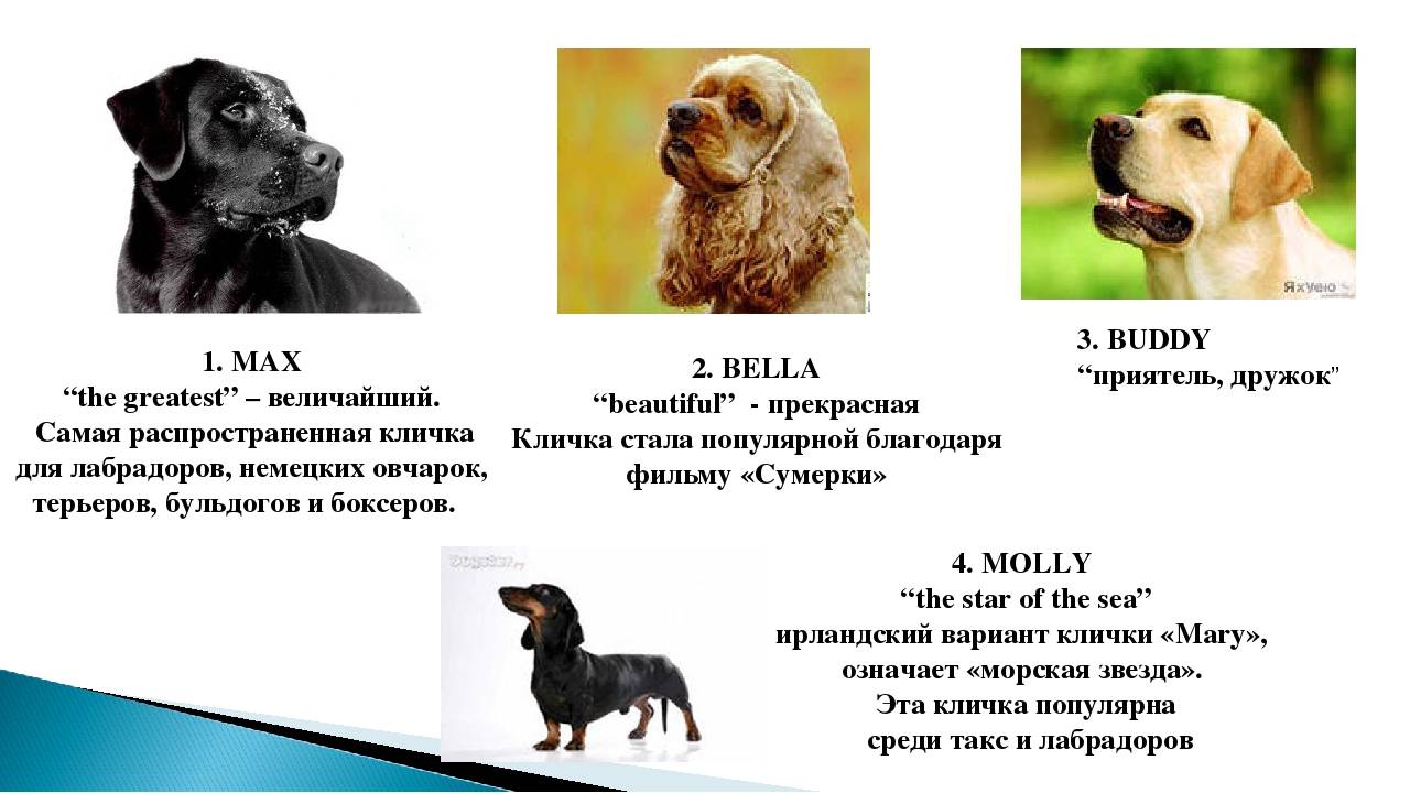 Как назвать щенка - имена и клички для собак