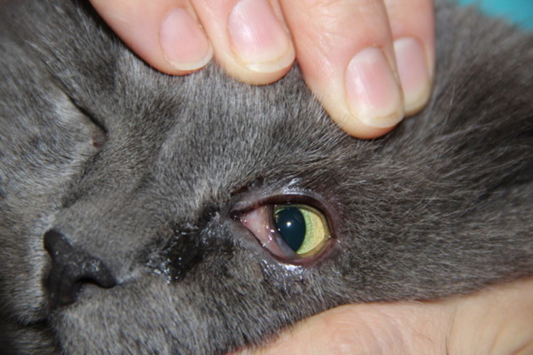 У кошки коричневые выделения из глаз