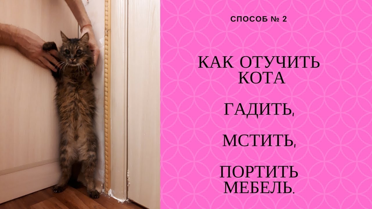 Как отучить кошку гадить в неположенном месте
