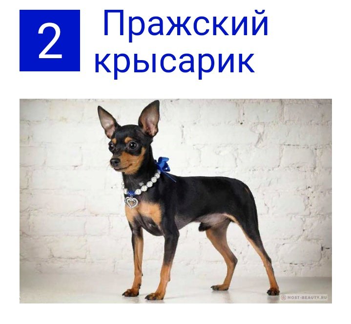 Пражский крысарик: описание породы, фото чешкой собаки, стандарт, сколько стоит