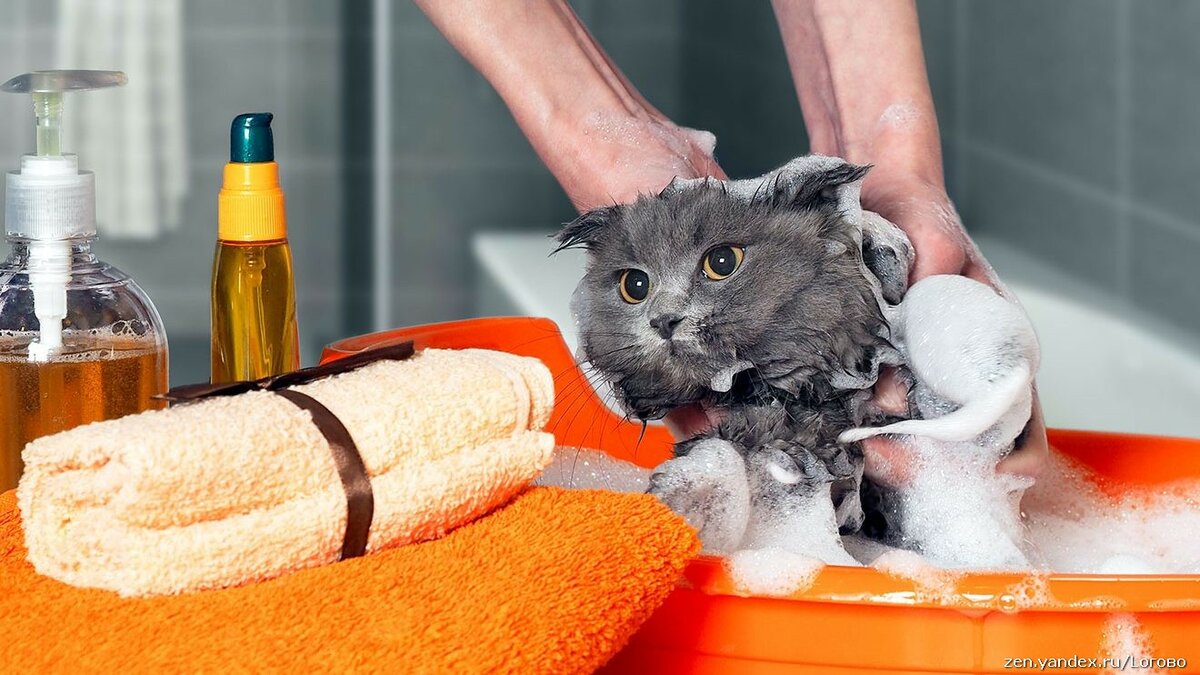 Как помыть кота