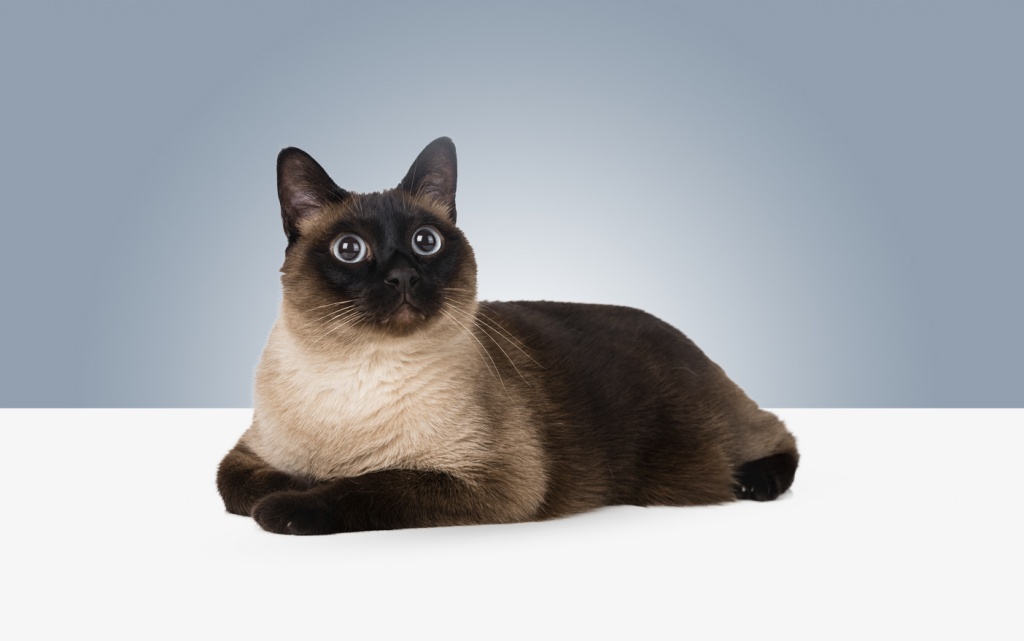 Самые умные породы кошек – pet-mir.ru
