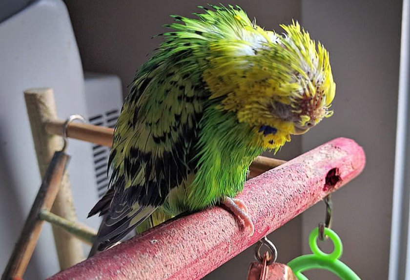 Как распознать первые признаки недомогания попугая