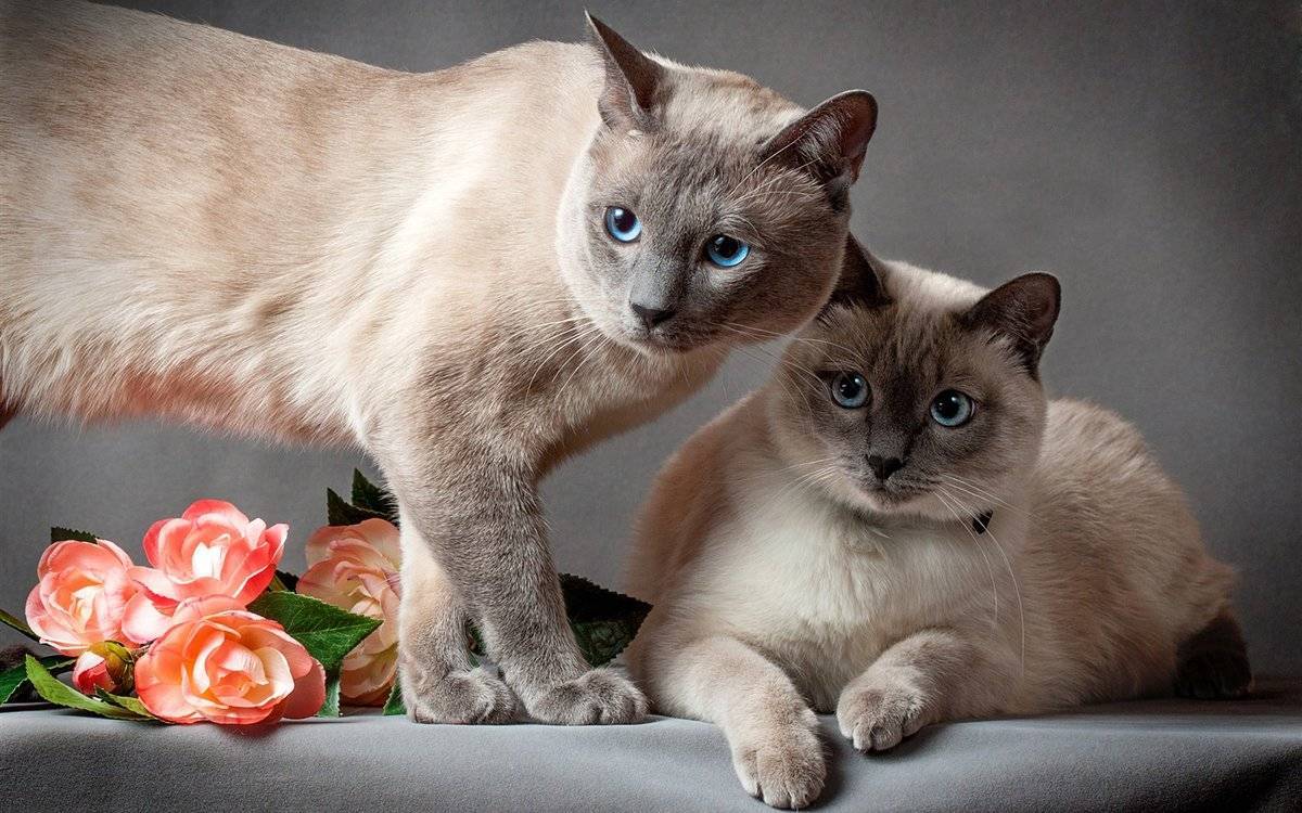 Какие самые спокойные породы кошек: названия и фото