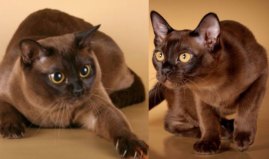 Бурманская кошка: всё об особенностях породы, характера, воспитания