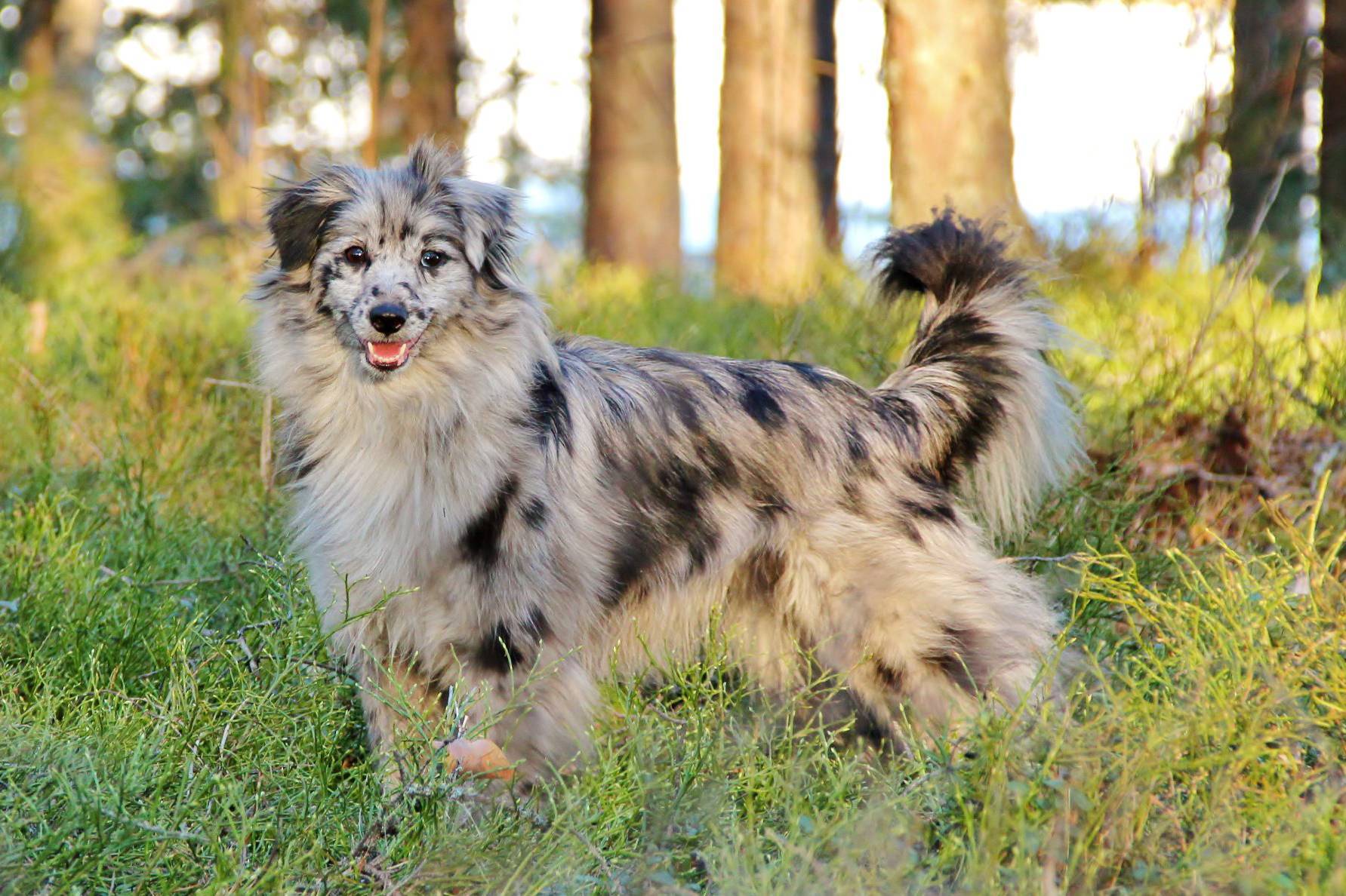 Пиренейская овчарка: описание породы с фото, короткошерстная, длинношерстная собака