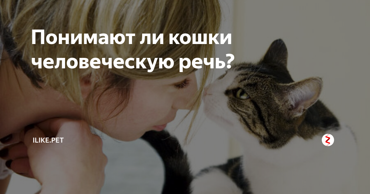 Люди говорят, что их кошка или кот понимает человеческий язык – правда ли, что кошки и коты понимают человека и речь людей?