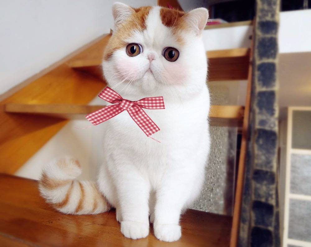 8 пород азиатских кошек — популярные азиатские кошки с фотографиями — сайт эксперта по животным — howmeow