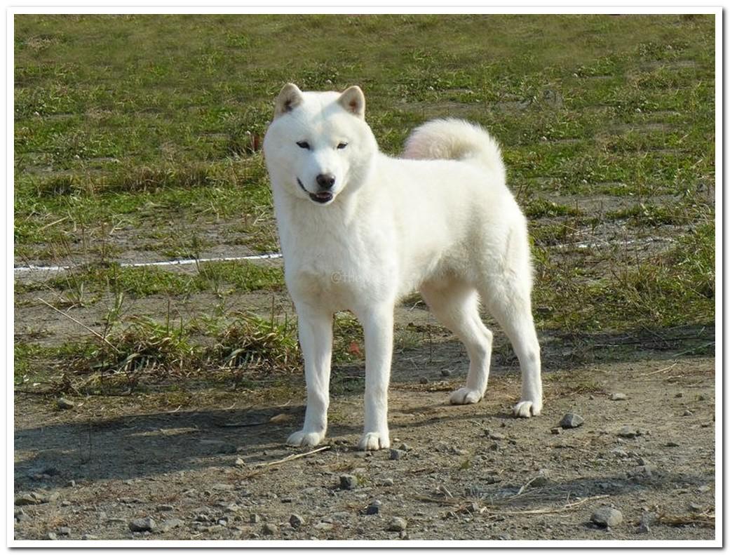 Айну: описание породы хоккайдская собака