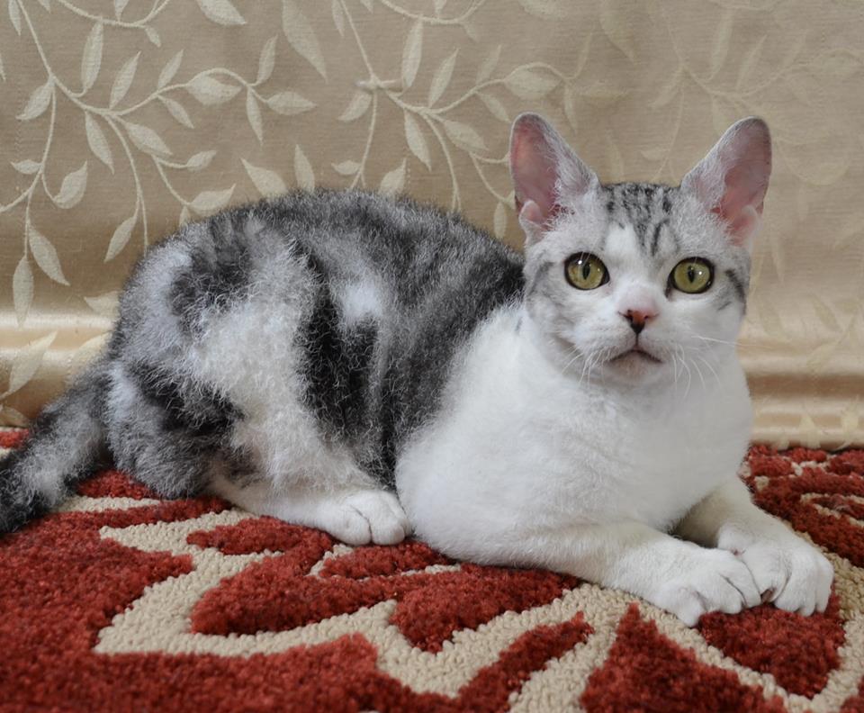 Американская жесткошерстная кошка: фото, описание породы, характер, достоинства и недостатки, сколько стоит