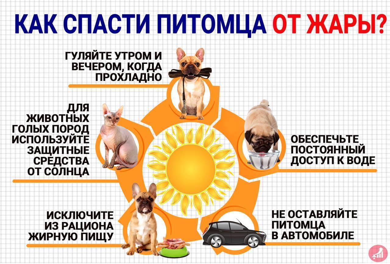 Как помочь собаке пережить жару. симптомы и помощь при солнечном ударе