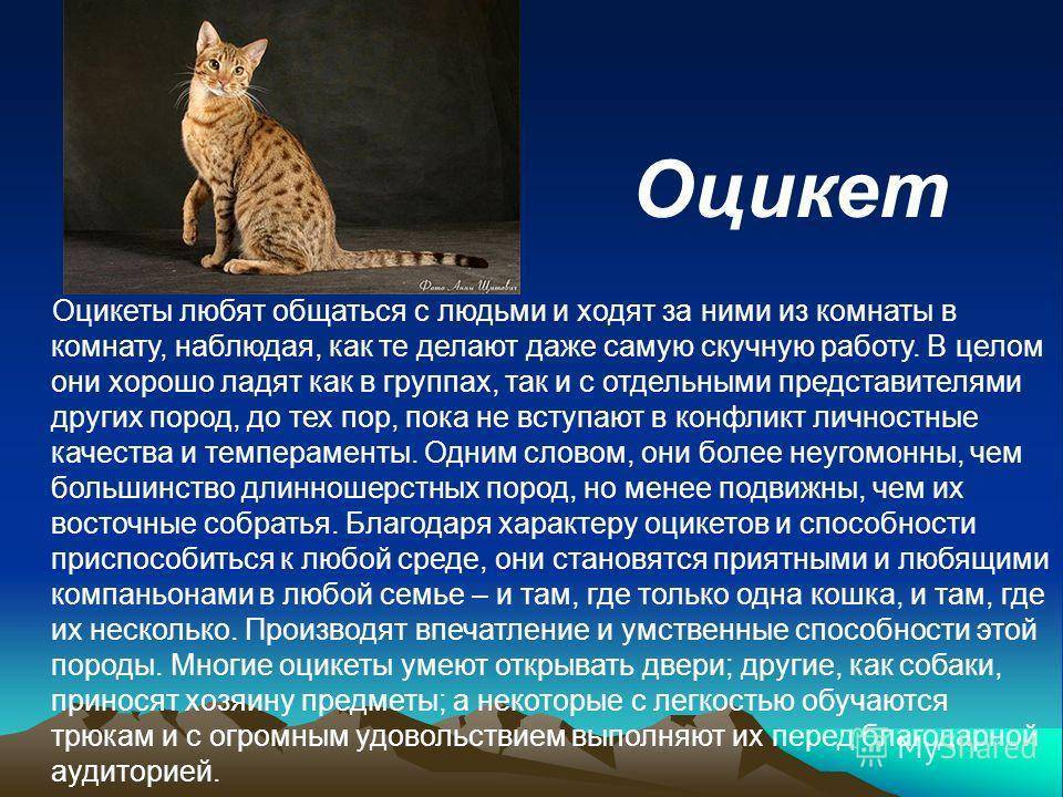 Оцикет: кошки и коты