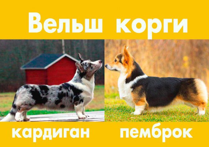 Вельш-корги кардиган и пемброк — отличия, фото пород собак