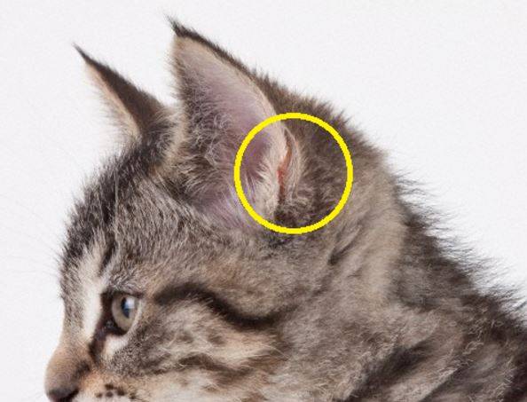 У кота горячие уши: почему, что делать