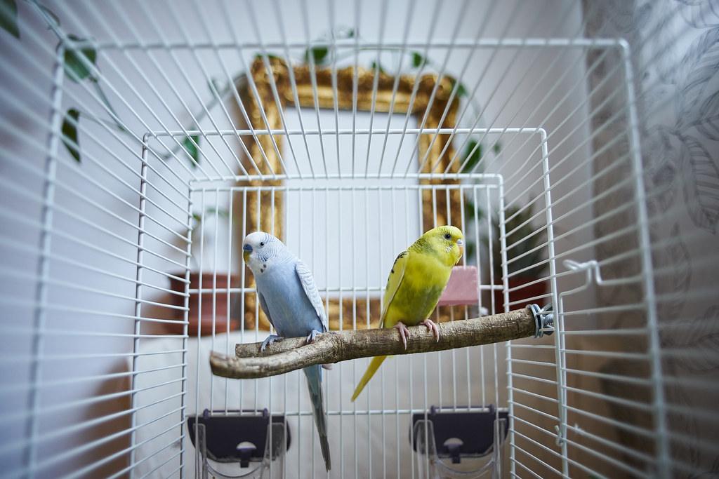 Почему попугай грызет клетку: причины и рекомендации по уходу
