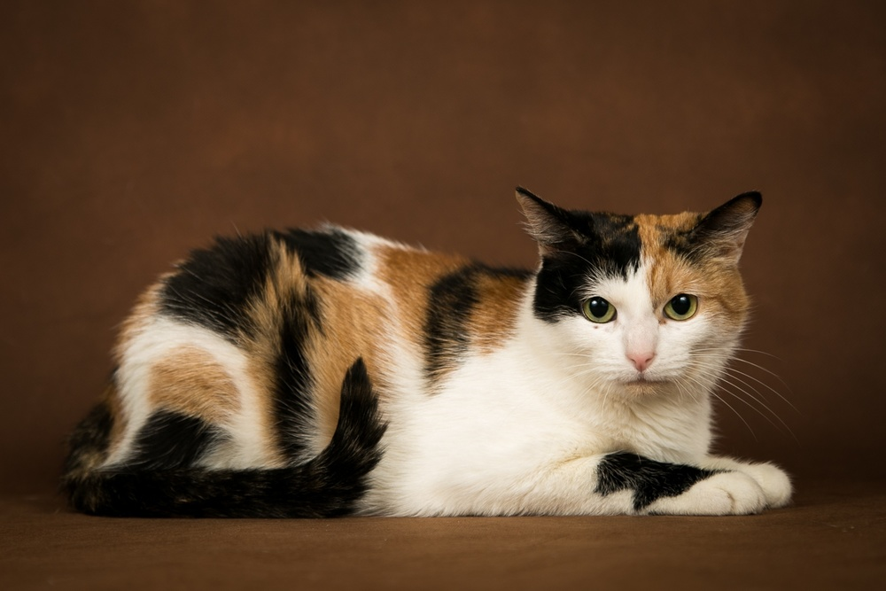 Пестрый кот. Сибирская кошка трехцветная короткошерстная. Трехшерстный бобтейл. Японский бобтейл трехцветный. Британская короткошёрстная кошка трехцветная.