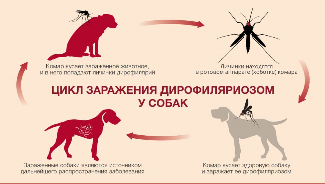 Схема лечения дирофиляриоза у собак