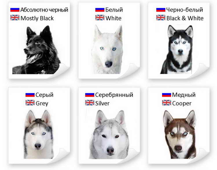 Сибирская хаски и разновидности: описание, происхождение и история.