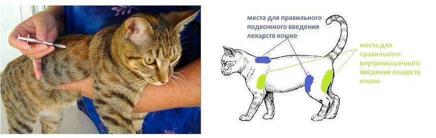 Как сделать массаж кошке — сайт эксперта по животным — howmeow