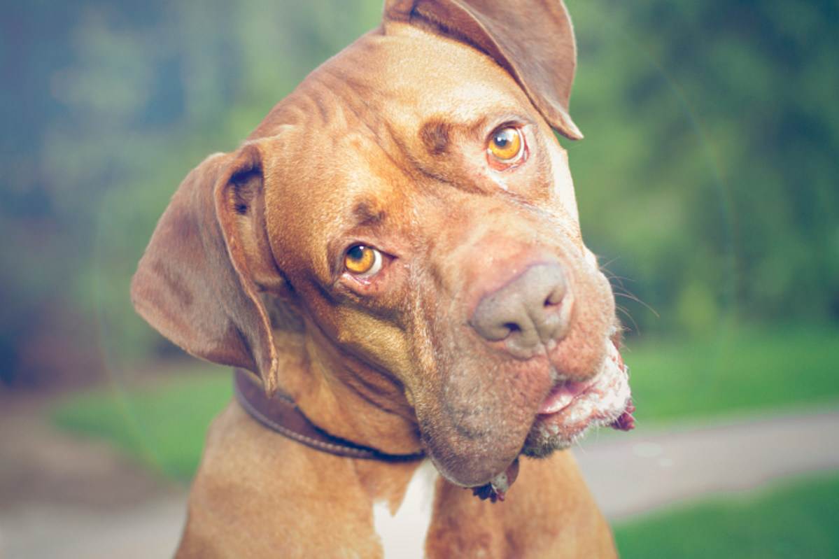 Страсти собачьи: почему собаки наклоняют голову, когда слушают людей