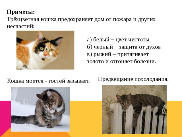 Суеверия и народные приметы, связанные с кошками