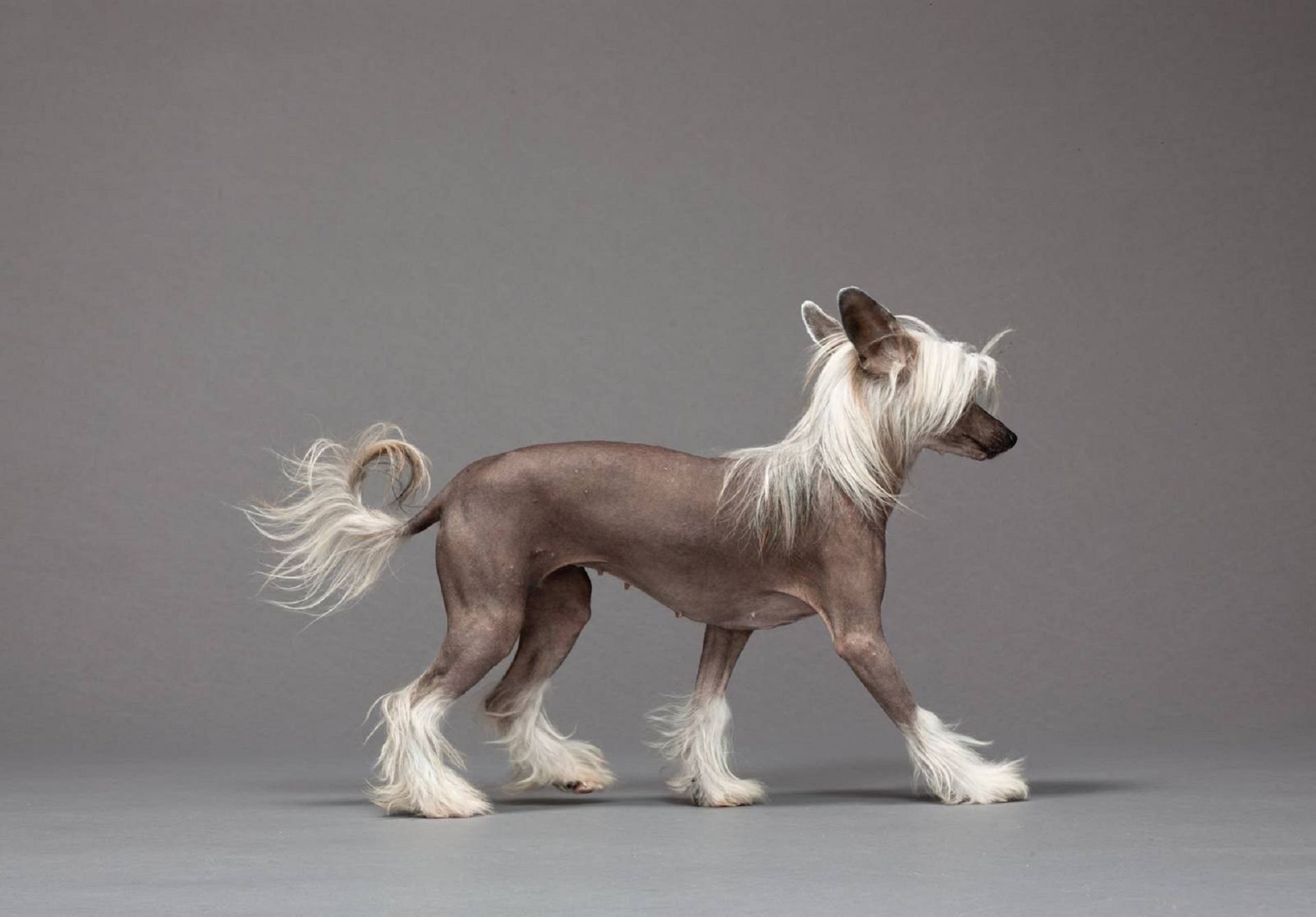 Фото китайская лысая хохлатая собака фото