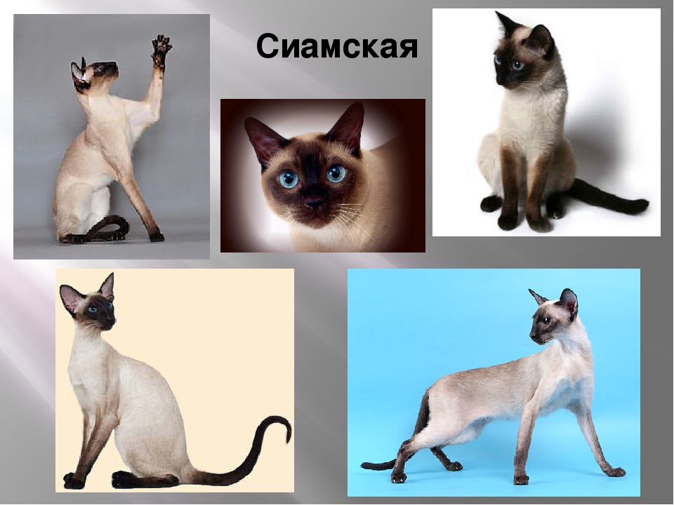 Тайская кошка и сиамская, отличия с фото: в чем разница между этими породами?