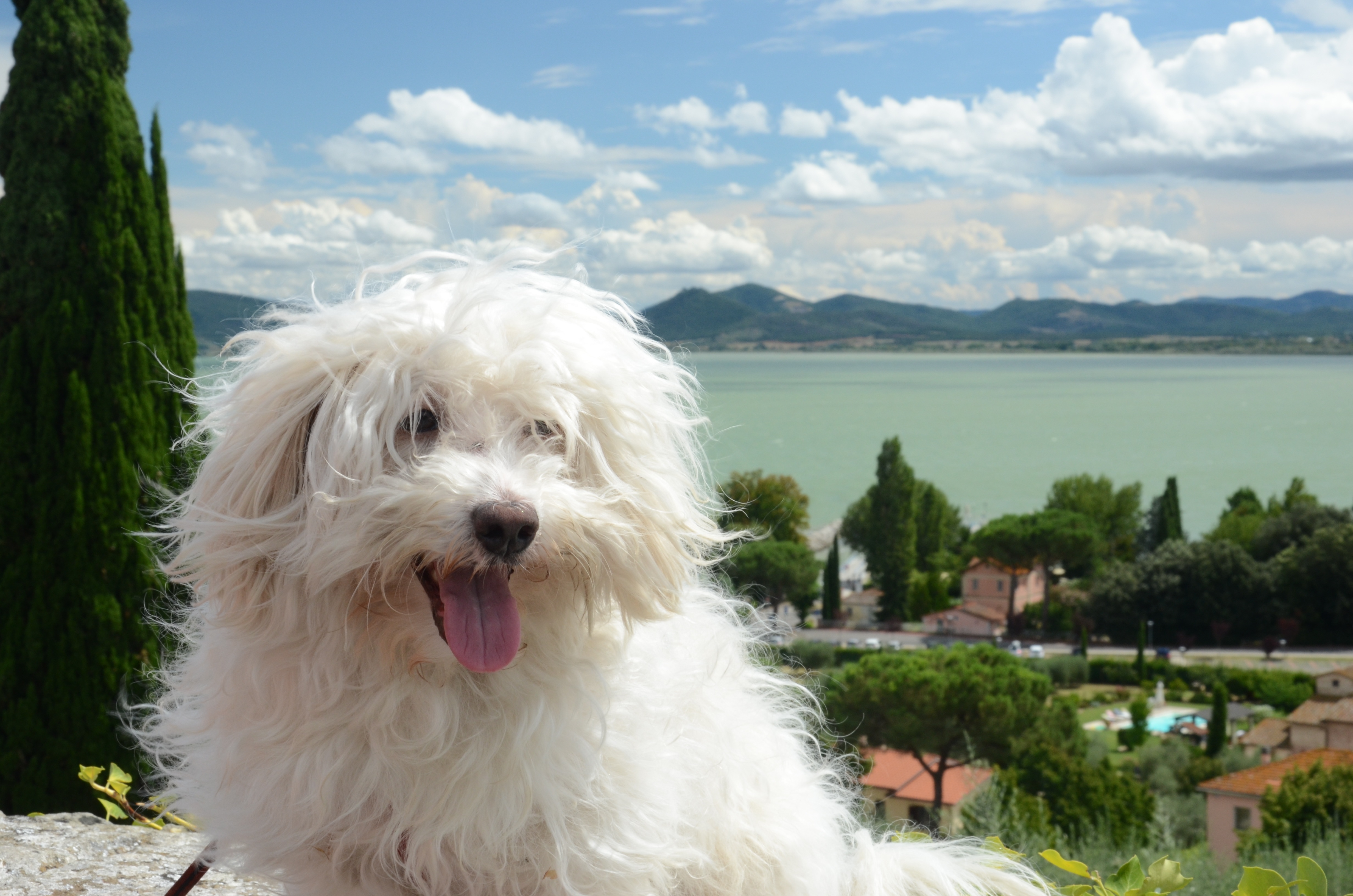 Собака болоньез (итальянская болонка): описание породы, особенности содержания, отзывы