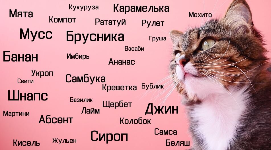 Унисекс имена подходящих и кошкам, и котам