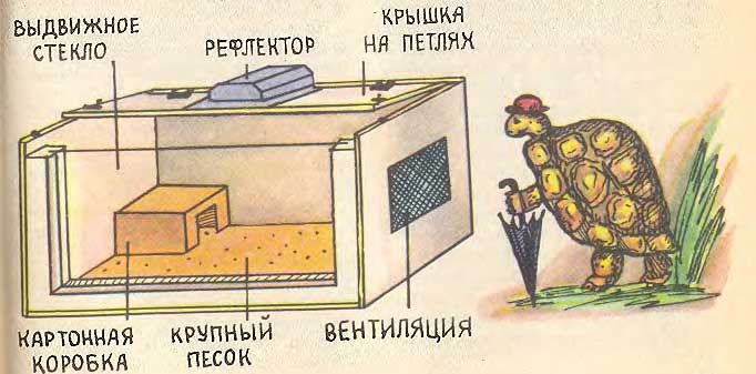 Как выбрать террариум для сухопутных черепах? :: syl.ru