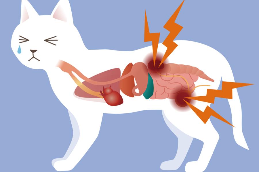 Мочекаменная болезнь у котов и кошек: признаки, симптомы, лечение