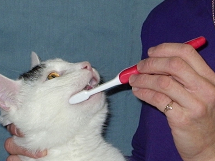 Чистка зубов у кошки: нужна ли, правила и особенности проведения процедуры