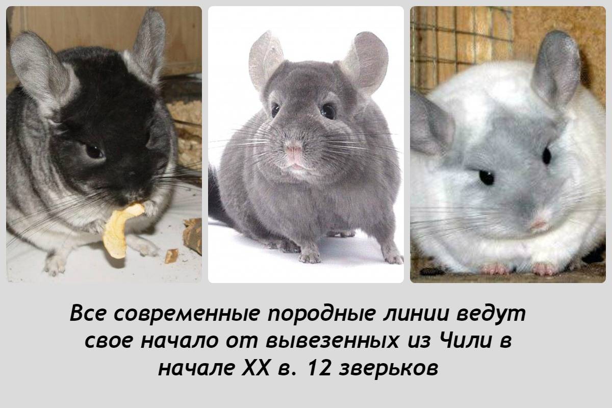 Шиншилла в домашних условиях - уход, содержание и продолжительность жизни