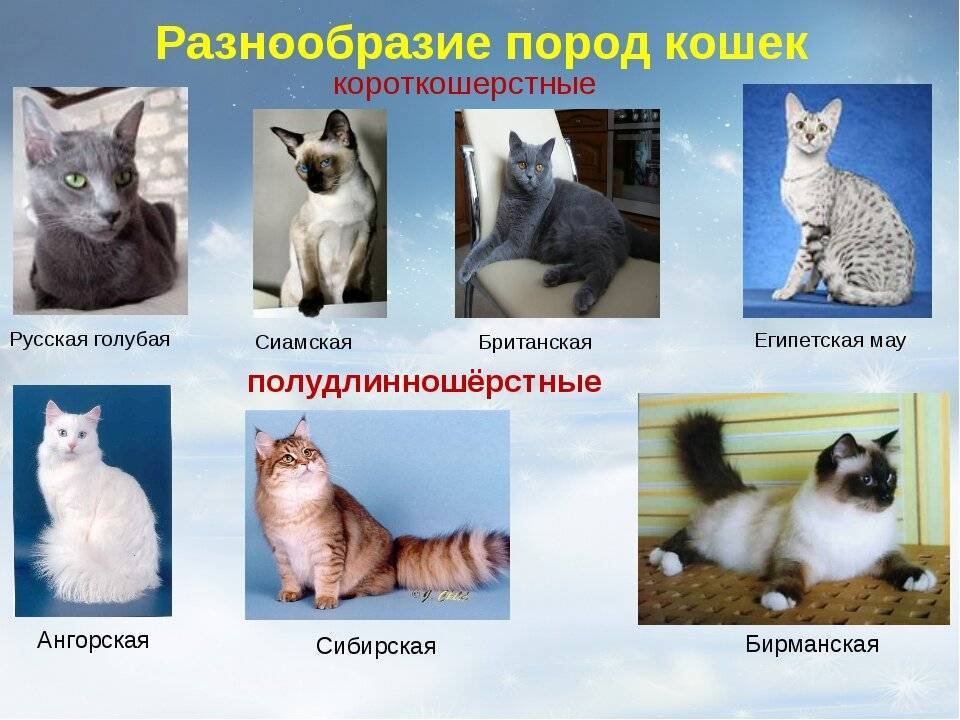 В каких странах больше всего кошек