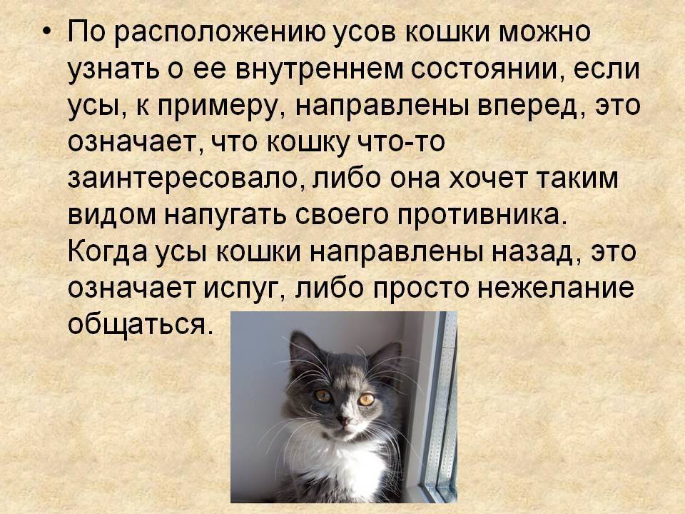ᐉ зачем кошке усы? - ➡ motildazoo.ru