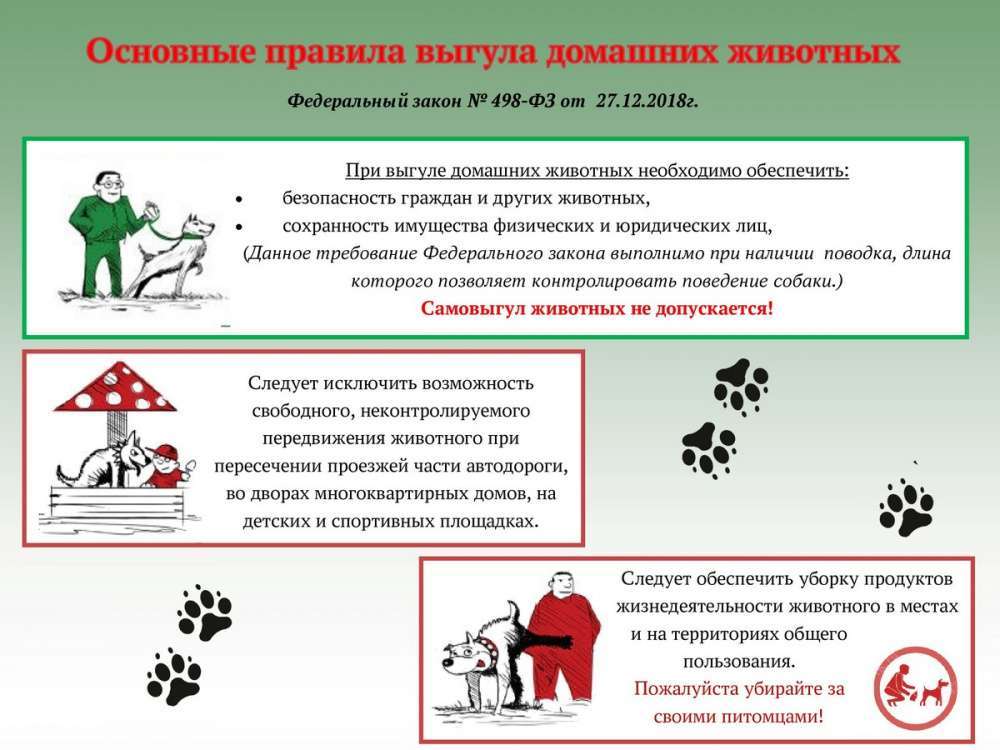 ᐉ как часто нужно гулять с собакой? - ➡ motildazoo.ru