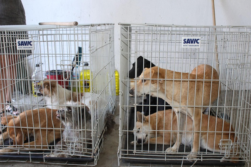 Организация защиты животных «четыре лапы» бесплатно стерилизует 300 бездомных животных