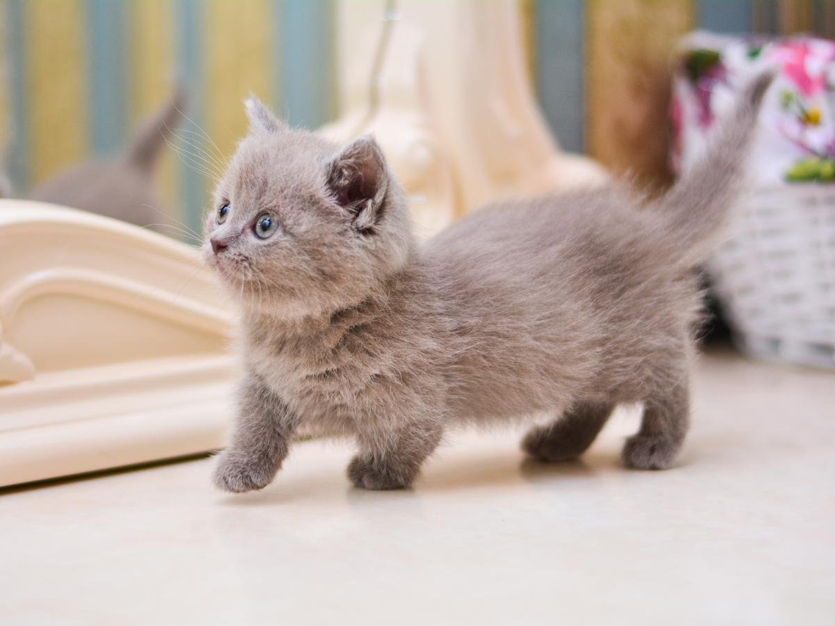 10 самых маленьких пород кошек