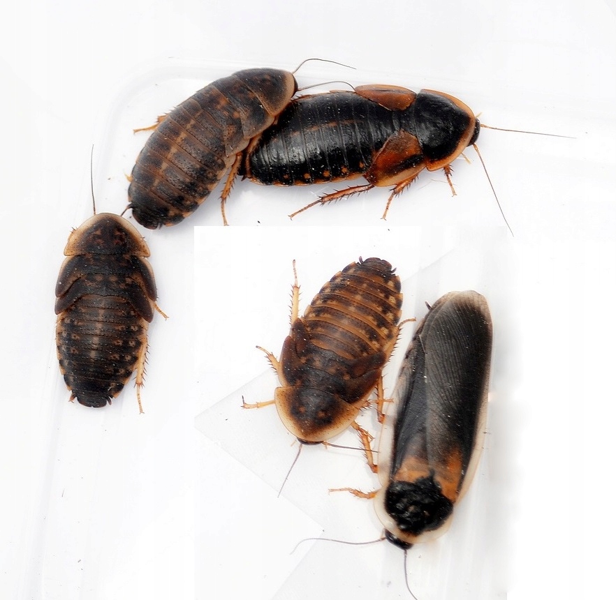Blaptica dubia