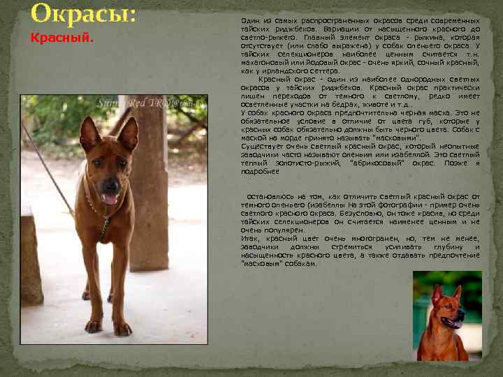 Тайский риджбек: описание породы, характер собак