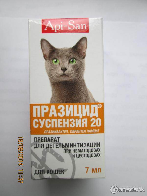 Антигельминтики для кошки
