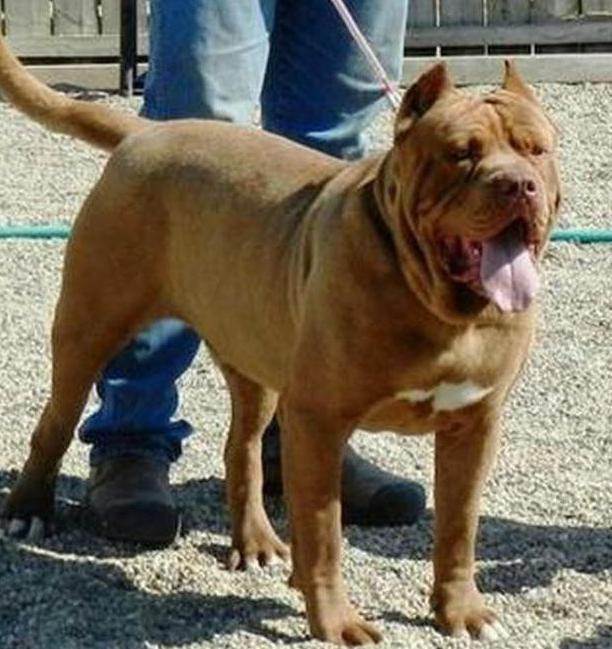 ᐉ описание породы американский бандог - ➡ motildazoo.ru