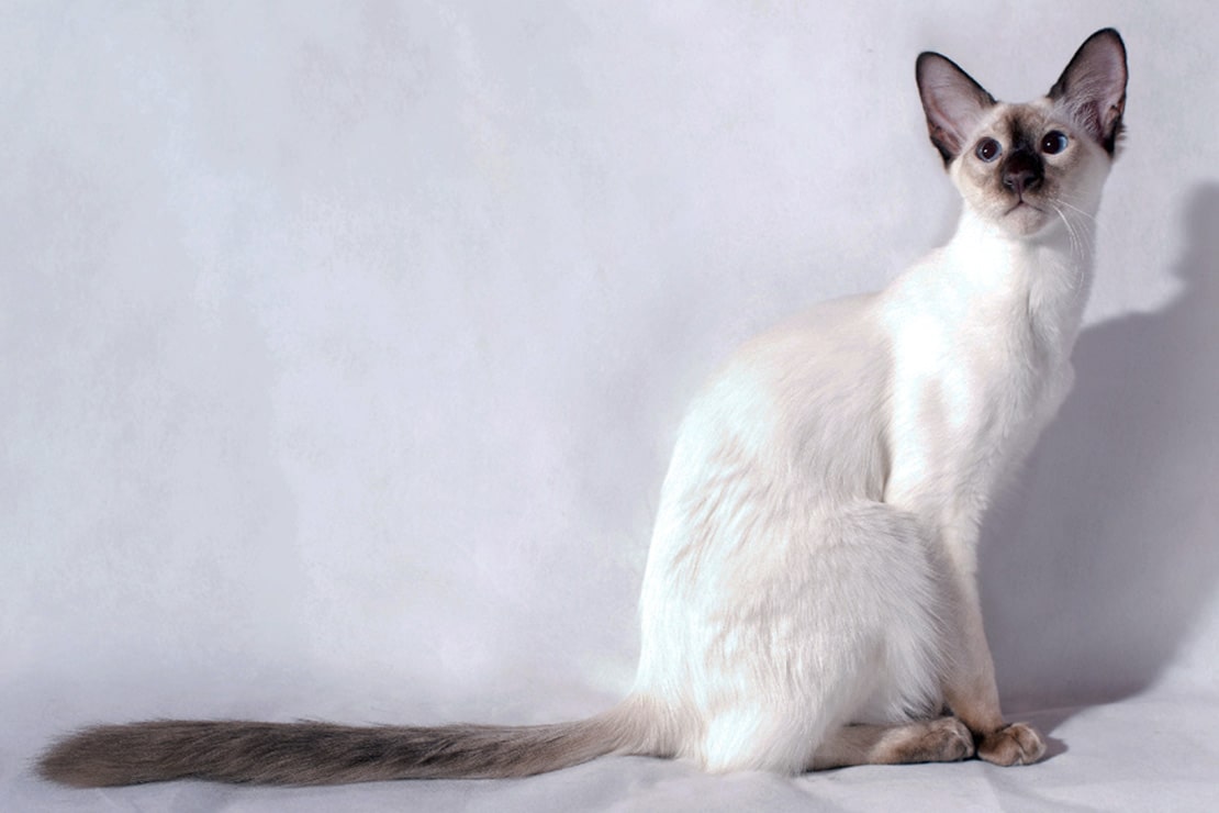 Балинезийская кошка: фото и описание породы, характер, особенности ухода :: syl.ru
