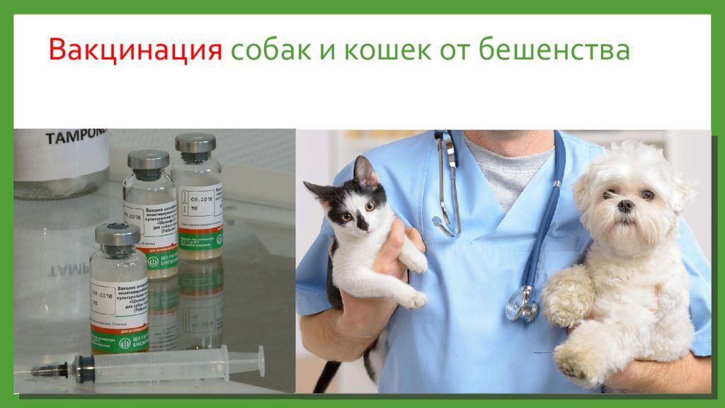 Вакцинация собак: график прививок