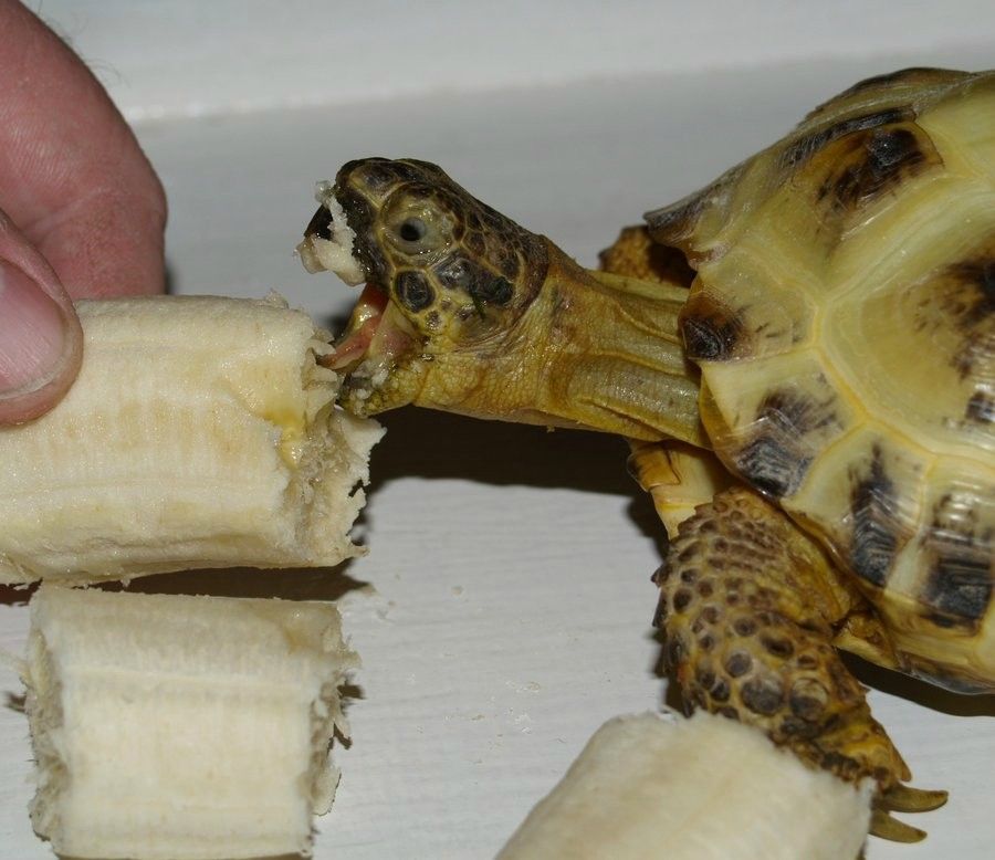 Что едят красноухие черепахи: рацион питания в домашних условиях и правила выбора хорошего корма