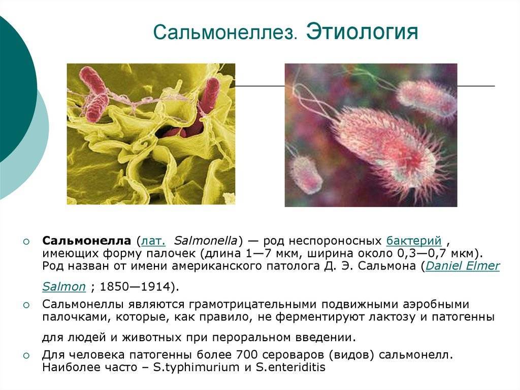 Сальмонеллез презентация патанатомия